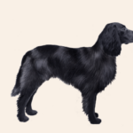 Blue Picardy Spaniel Dog Breed: A Comprehensive Guide